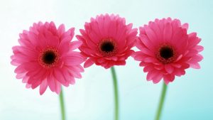 Florist Choice - Image 2