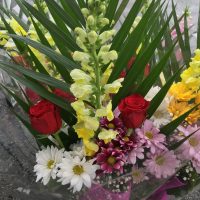 Snapdragon love