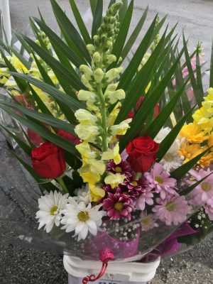 Snapdragon love