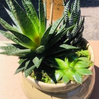 CactusArrangement