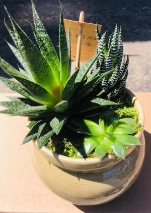CactusArrangement