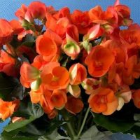 Begonia Classic Gardener