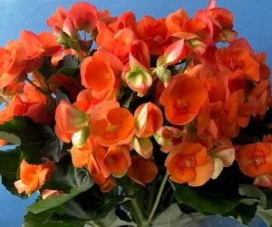 Begonia Classic Gardener