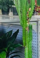 Cactus6'
