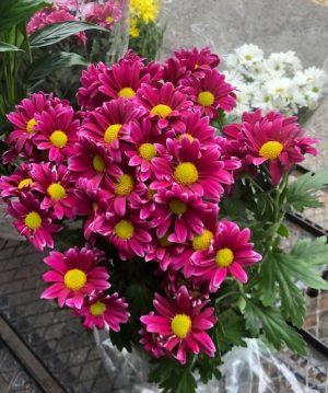 Chrysanthemum Marguerites