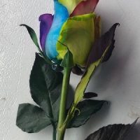 Rainbow Rose