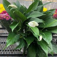 Spathiphyllum select