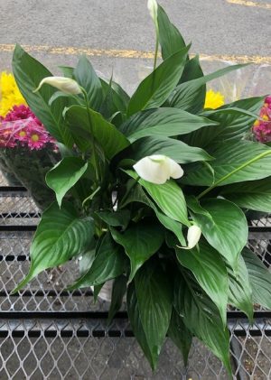 Spathiphyllum select
