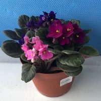 African violet