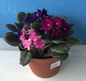 African violet